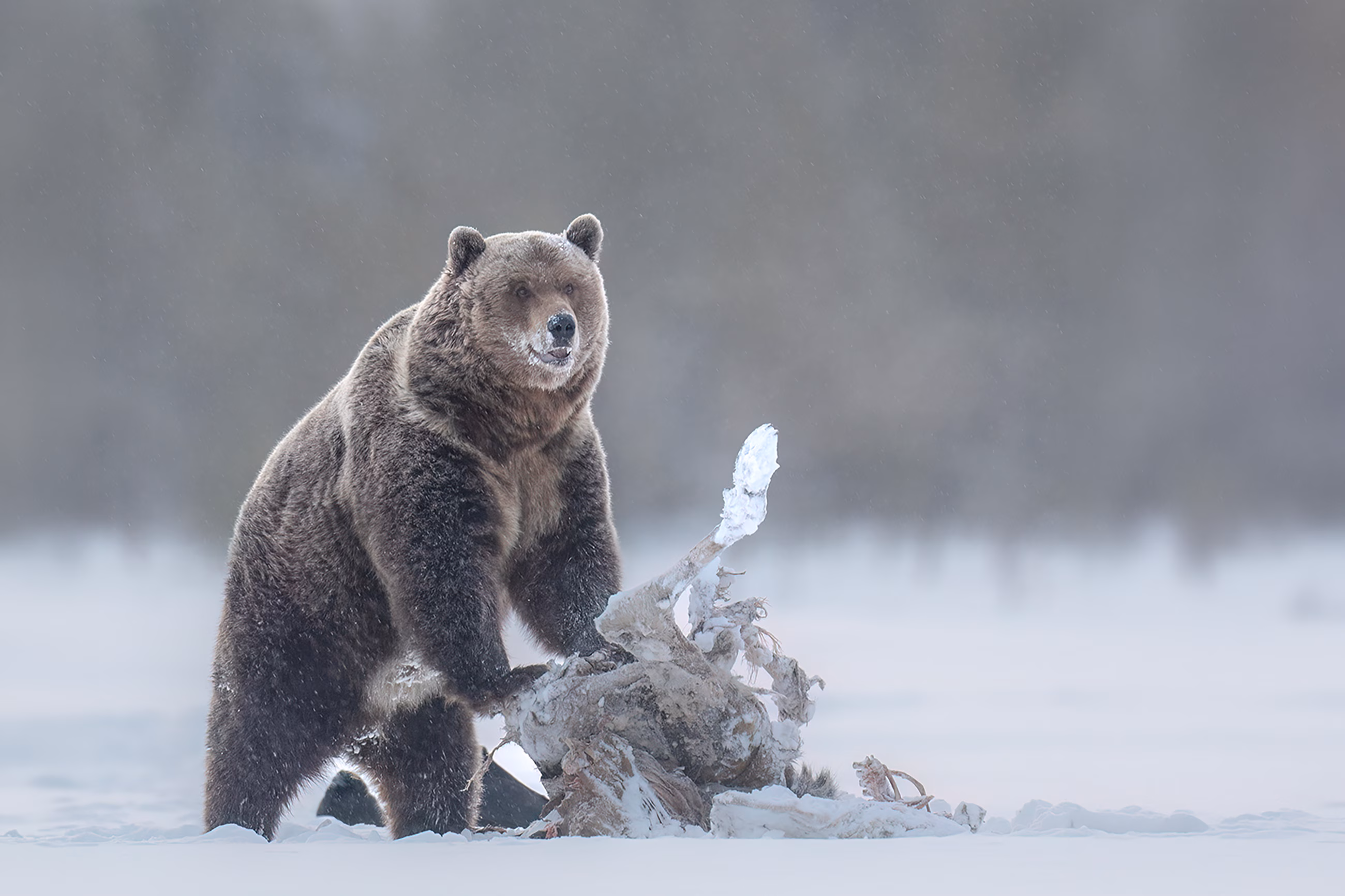 WildLife