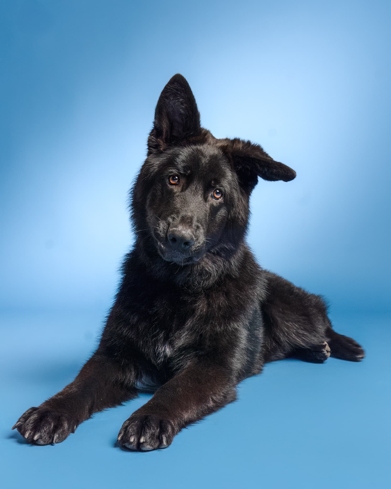 Pet Photo