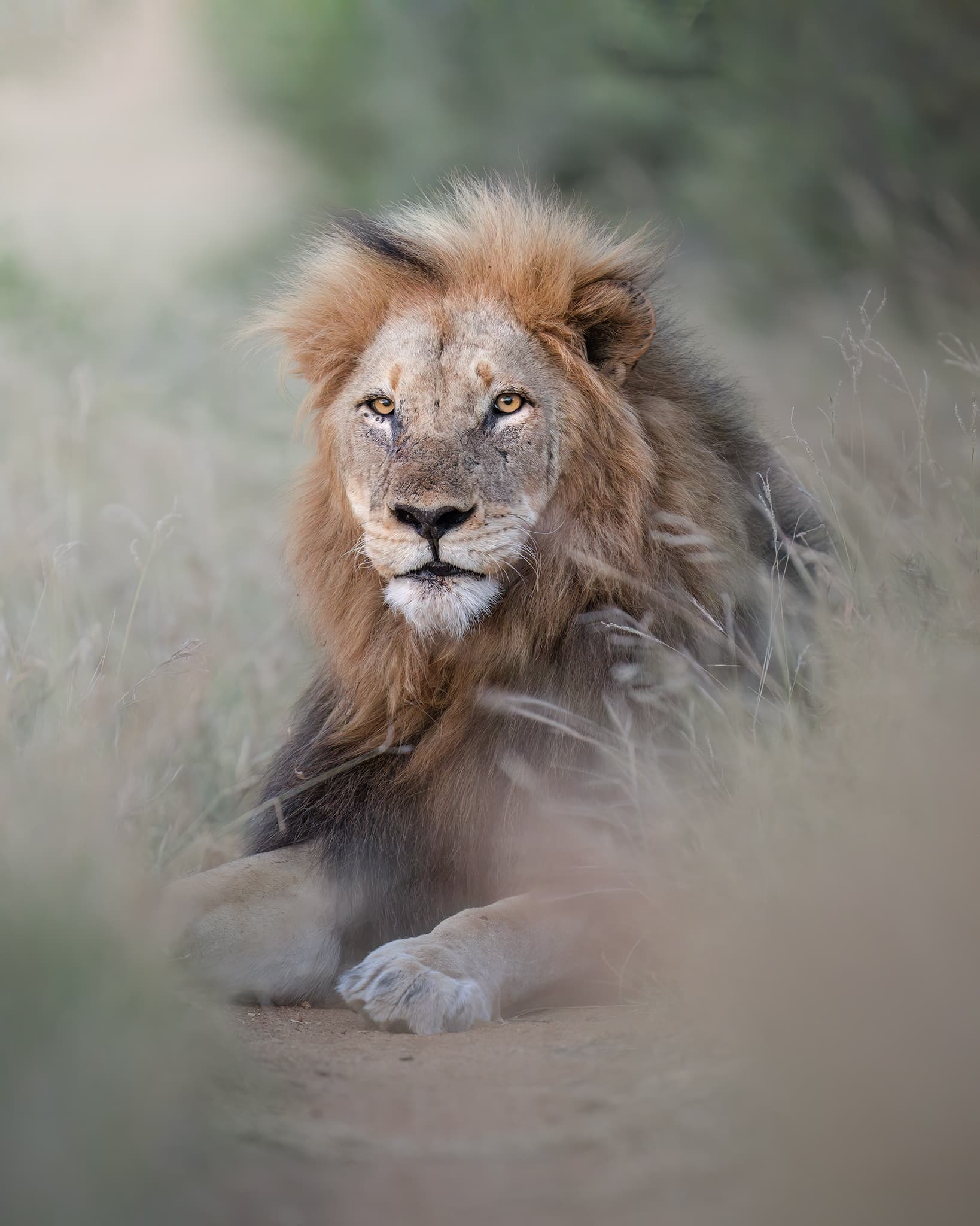 WildLife